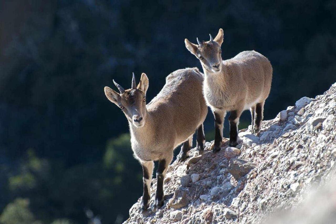 Xalet De La Muntanya El Brucmontserrat Esterno foto